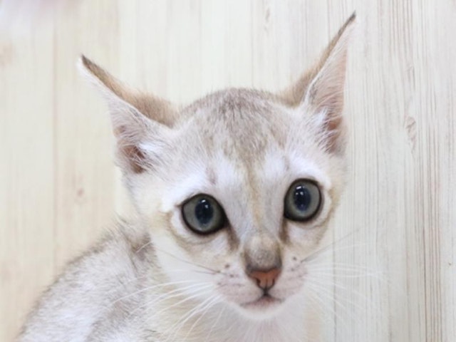 広島県のシンガプーラ (ペッツワン広島LECT店/2023年8月27日生まれ/女の子/セピアアグーティ)の子猫